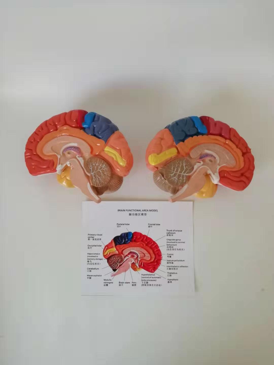 Modelo Anatómico de Cerebro Humano con Arterias Cerebrales