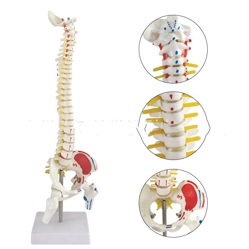 Modelo Anatómico de Columna Cervical y Lumbar a Color