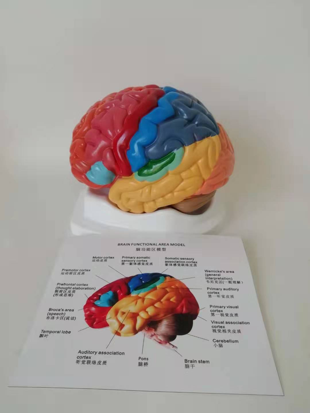 Modelo Anatómico de Cerebro Humano con Arterias Cerebrales