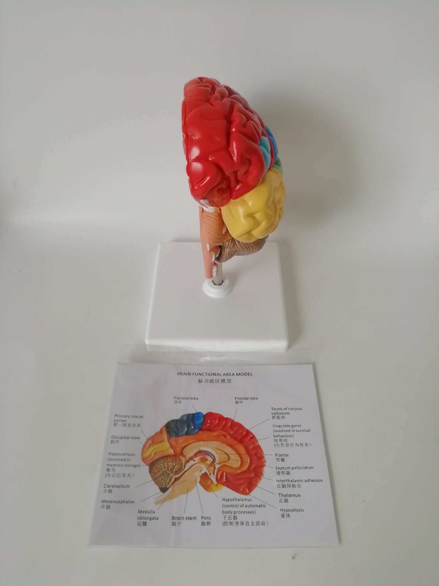 Modelo Anatómico del Hemisferio Izquierdo del Cerebro con Áreas Funcionales a Color