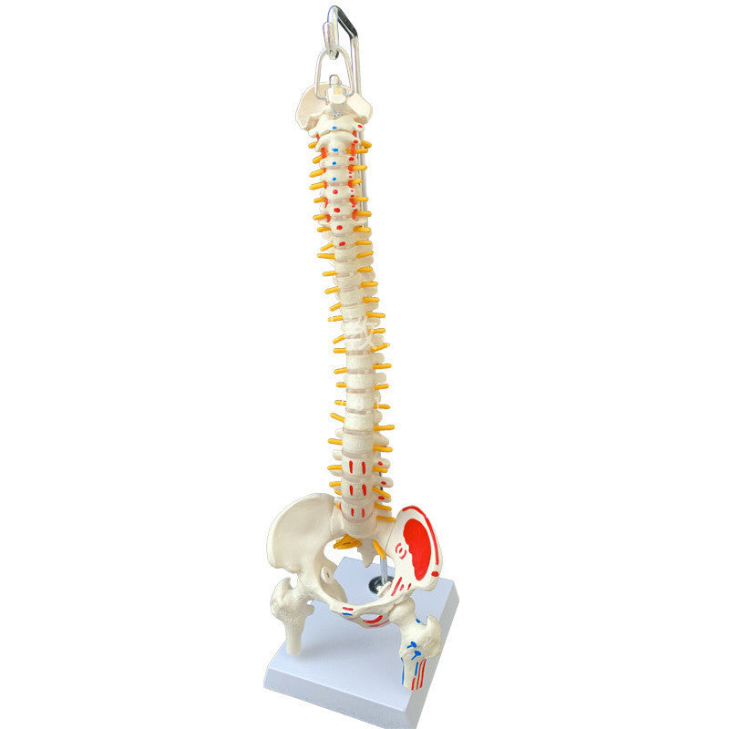 Modelo Anatómico de Pelvis con Fémur, Coxis y Media Pierna con Columna