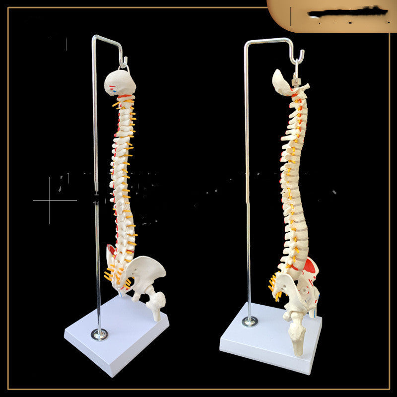 Modelo Anatómico de Pelvis con Fémur, Coxis y Media Pierna con Columna