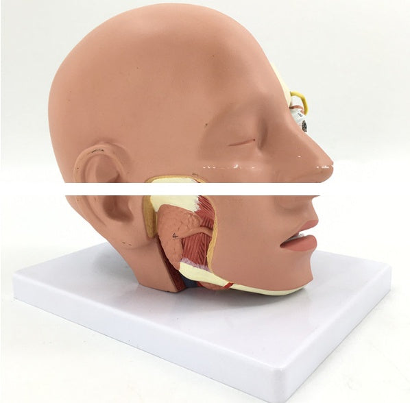 Modelo Anatómico de Cabeza Humana con Cerebro