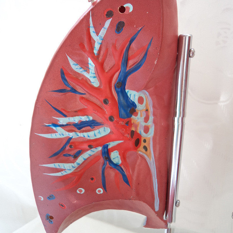 Modelo Anatómico de Pulmones con Segmentos del Sistema Respiratorio