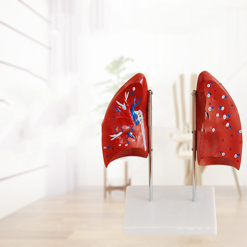 Modelo Anatómico de Pulmones con Segmentos del Sistema Respiratorio