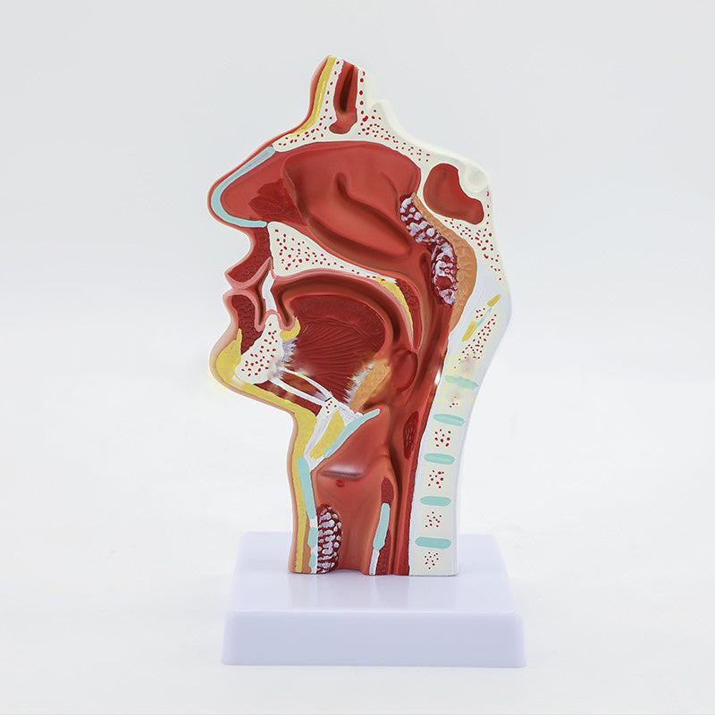 Modelo Anatómico de Cavidad Nasal Humana