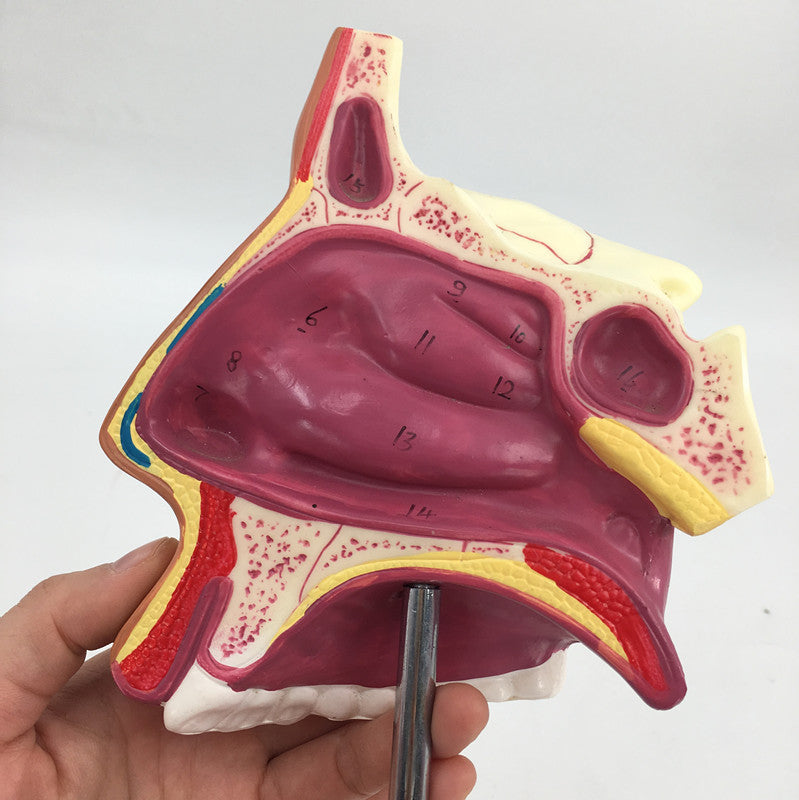 Modelo Anatómico de Cavidad Nasal Humana