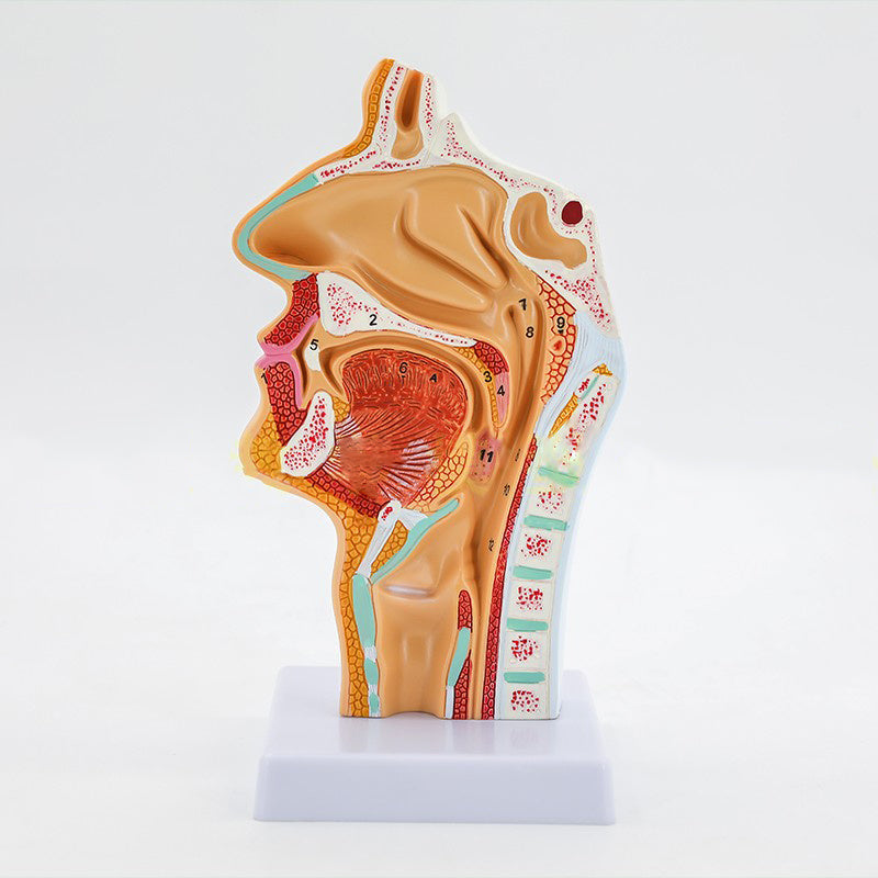 Modelo Anatómico de Cavidad Nasal Humana