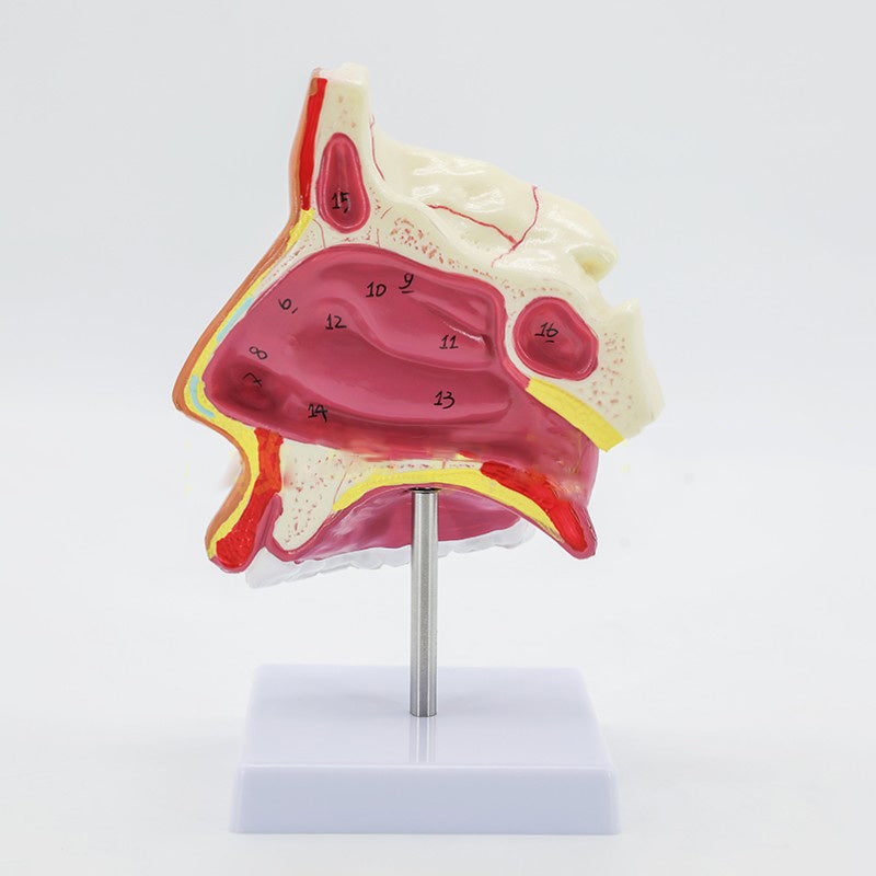 Modelo Anatómico de Cavidad Nasal Humana