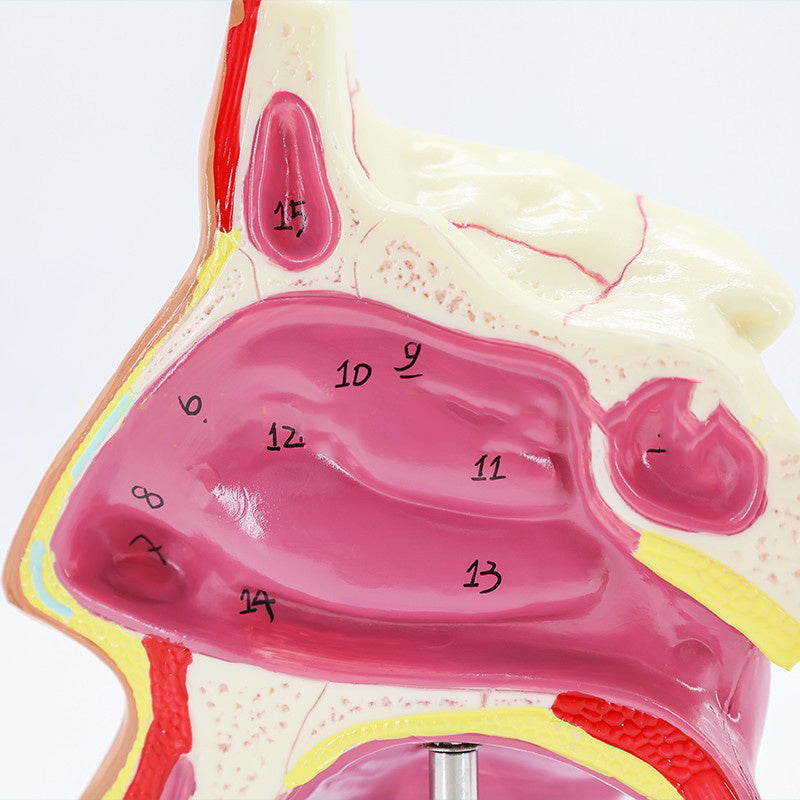 Modelo Anatómico de Cavidad Nasal Humana