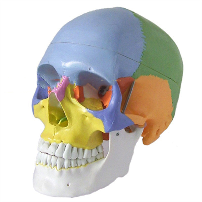 Modelo Anatómico de Cráneo Humano a Escala Real 1:1