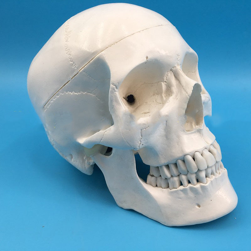 Modelo Anatómico de Cráneo Humano a Escala Real 1:1