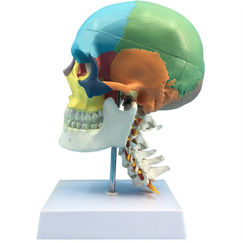 Modelo Anatómico de Cráneo Humano a Escala Real 1:1