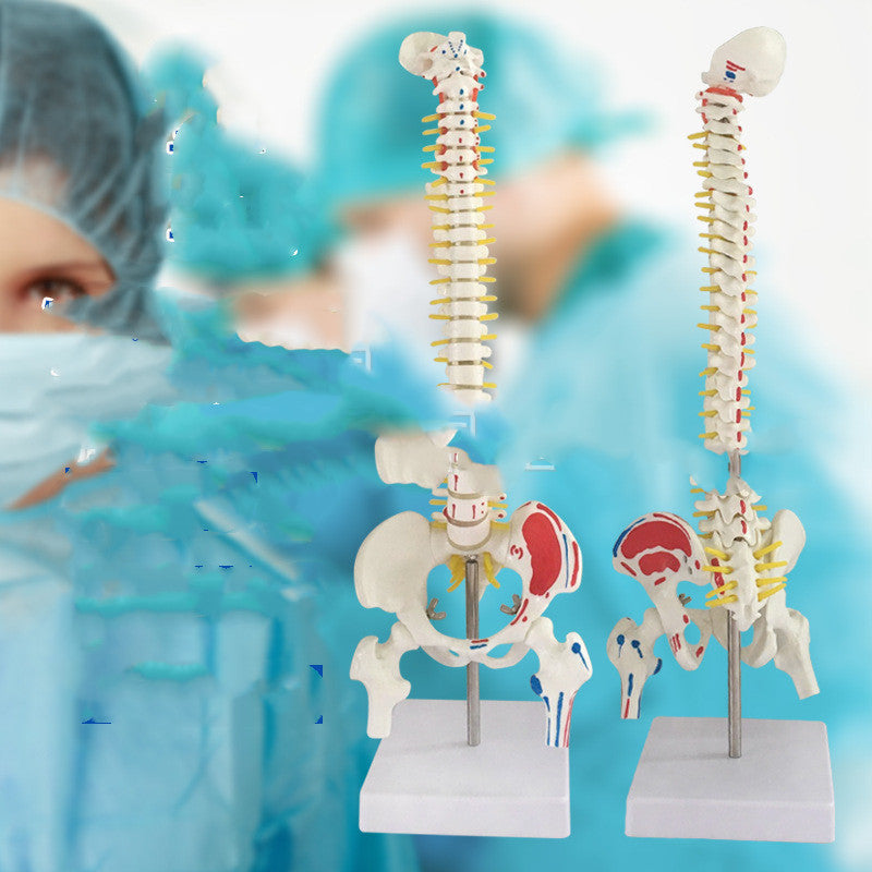 Modelo Anatómico de Columna Cervical y Lumbar a Color
