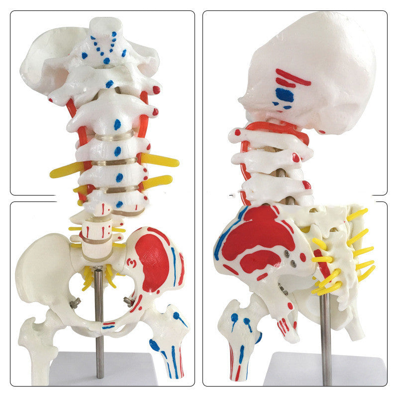 Modelo Anatómico de Columna Cervical y Lumbar a Color