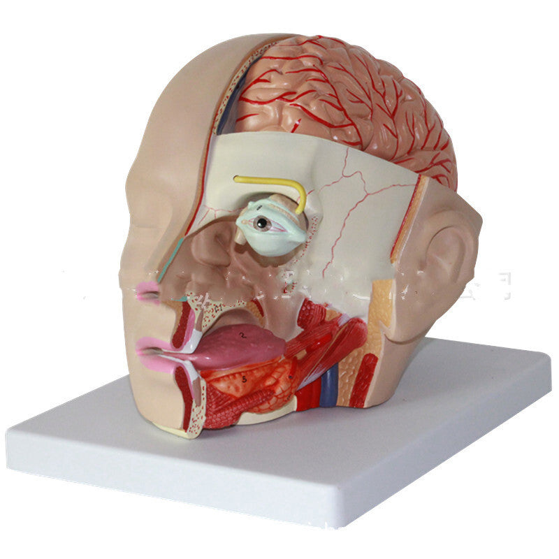 Modelo Anatómico de Cabeza Humana con Cerebro