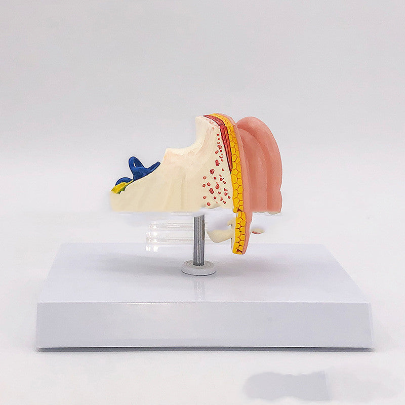 Modelo Anatómico de Oído Humano