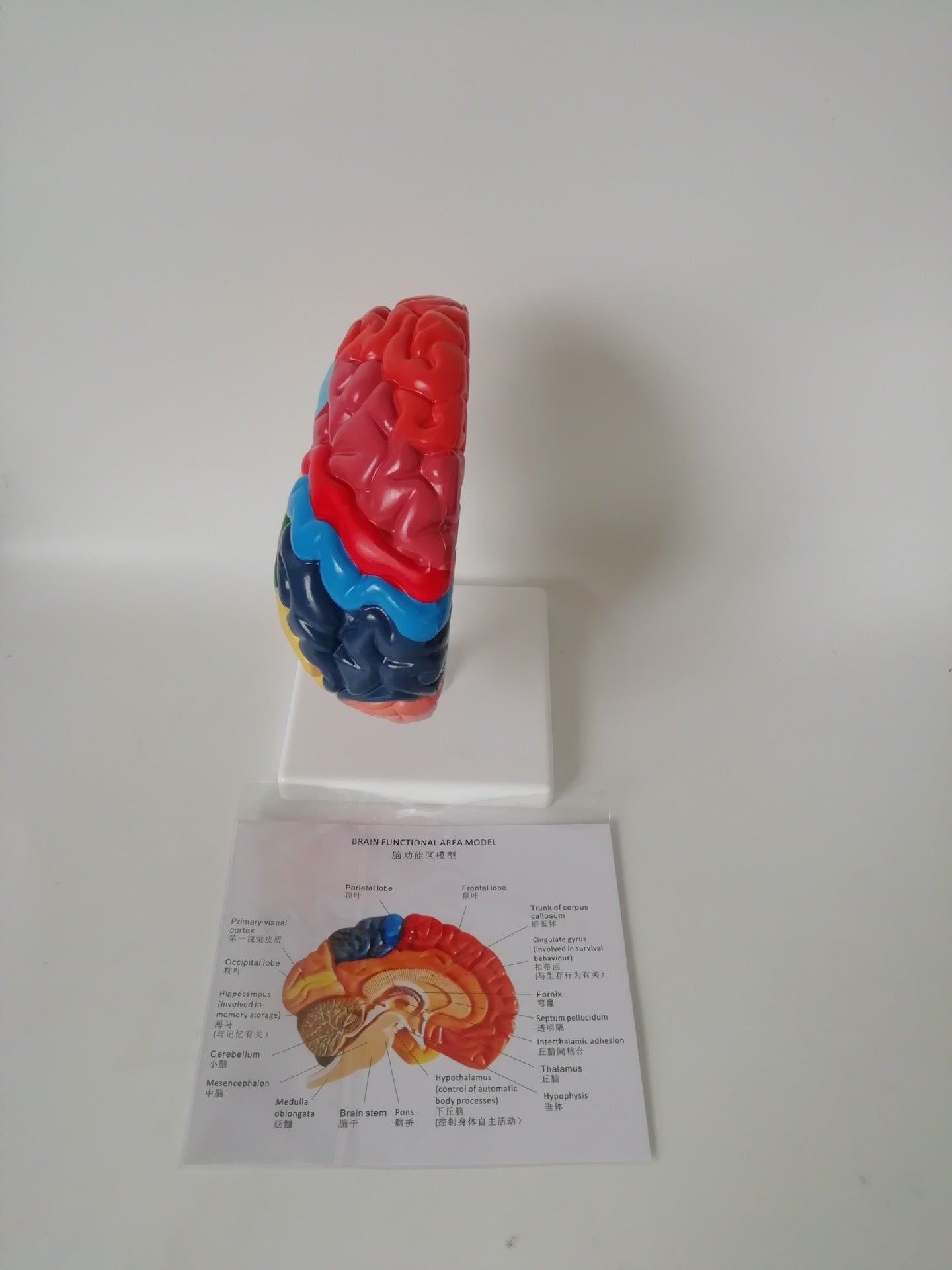 Modelo Anatómico del Hemisferio Izquierdo del Cerebro con Áreas Funcionales a Color