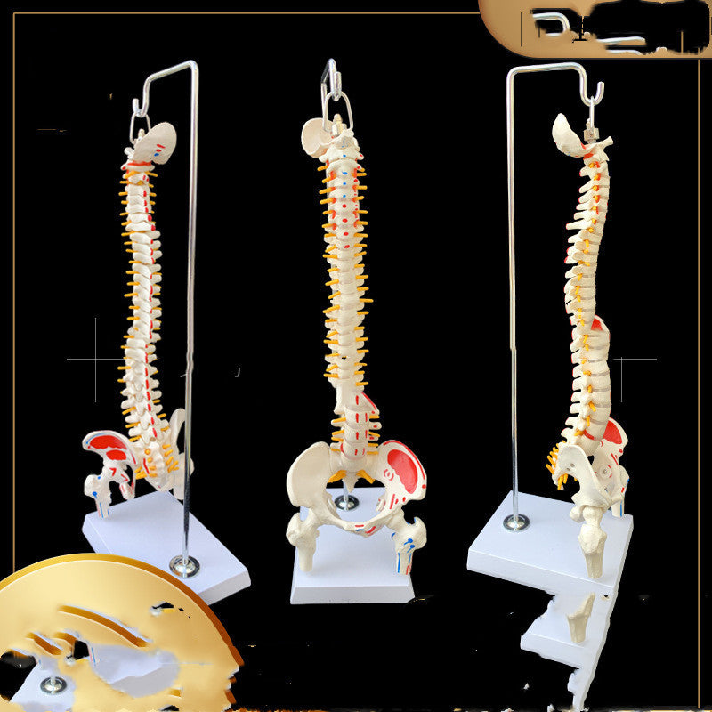 Modelo Anatómico de Pelvis con Fémur, Coxis y Media Pierna con Columna