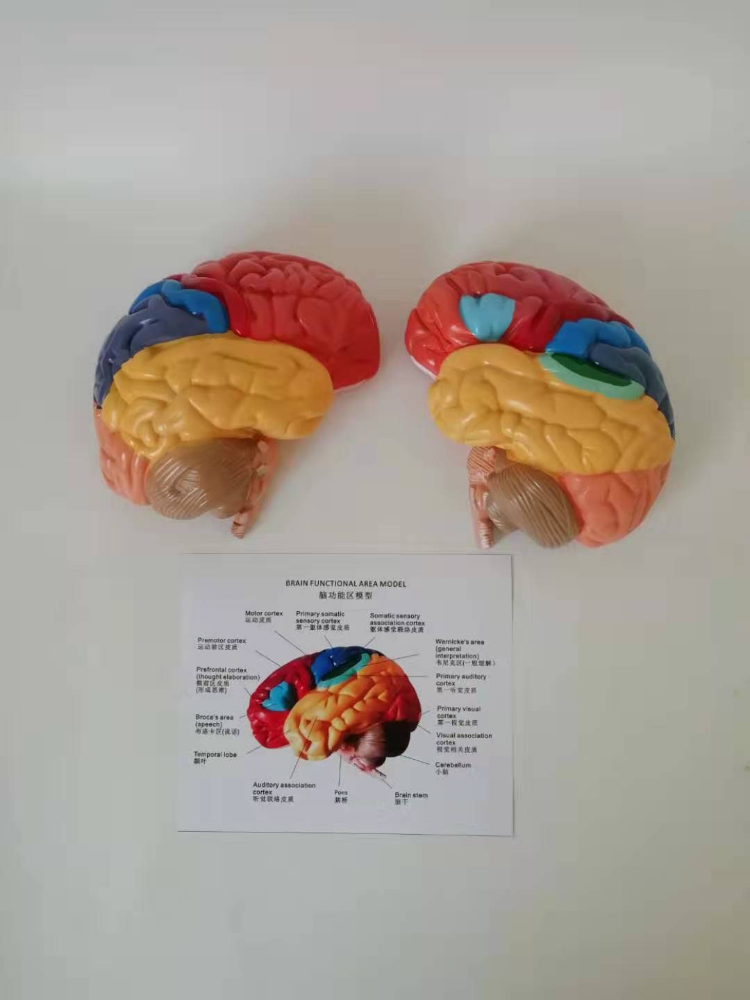 Modelo Anatómico de Cerebro Humano con Arterias Cerebrales