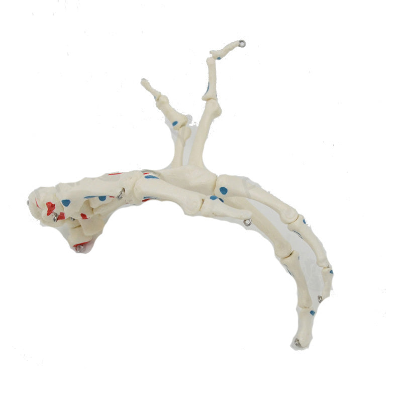 Modelo Anatómico de Mano Humana con Articulaciones y Huesos