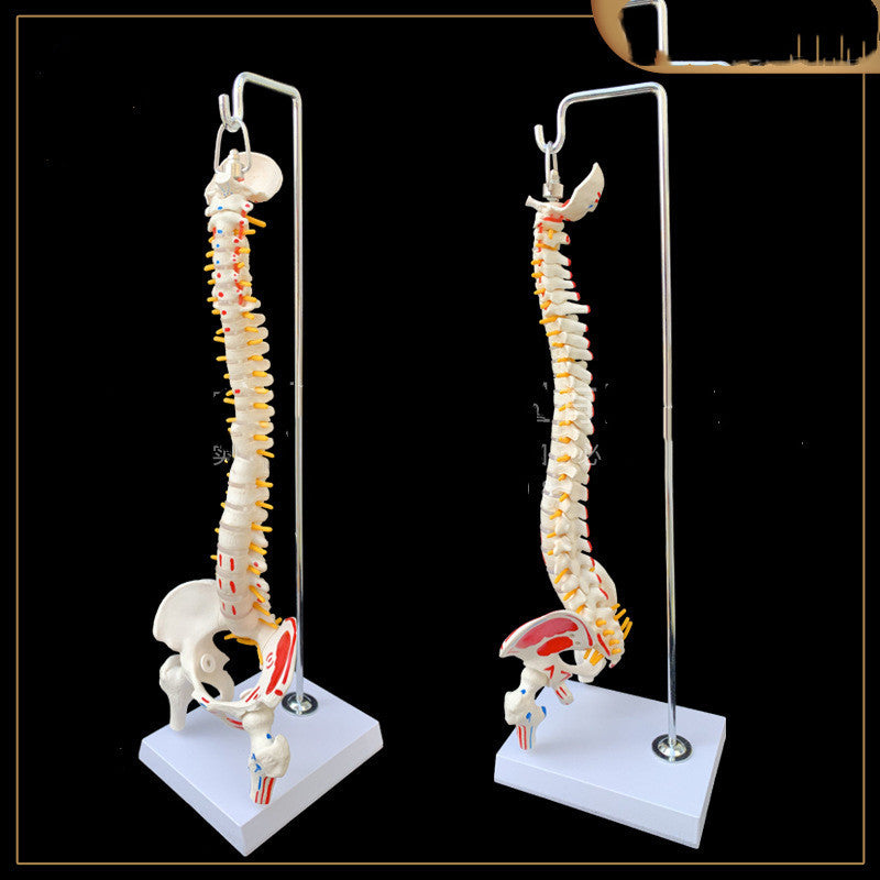 Modelo Anatómico de Pelvis con Fémur, Coxis y Media Pierna con Columna