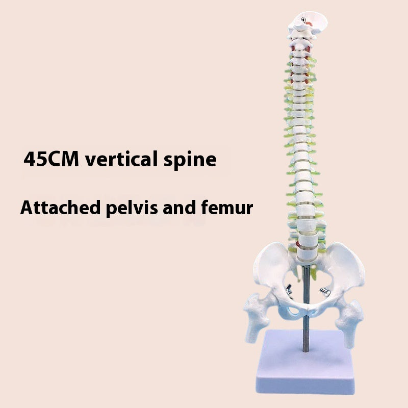 Modelo de Columna Vertebral 45 cm para Enseñanza y Simulación Ósea