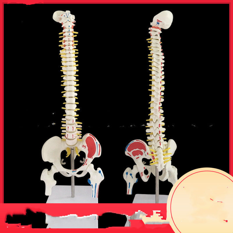 Modelo Anatómico de Columna Cervical y Lumbar a Color