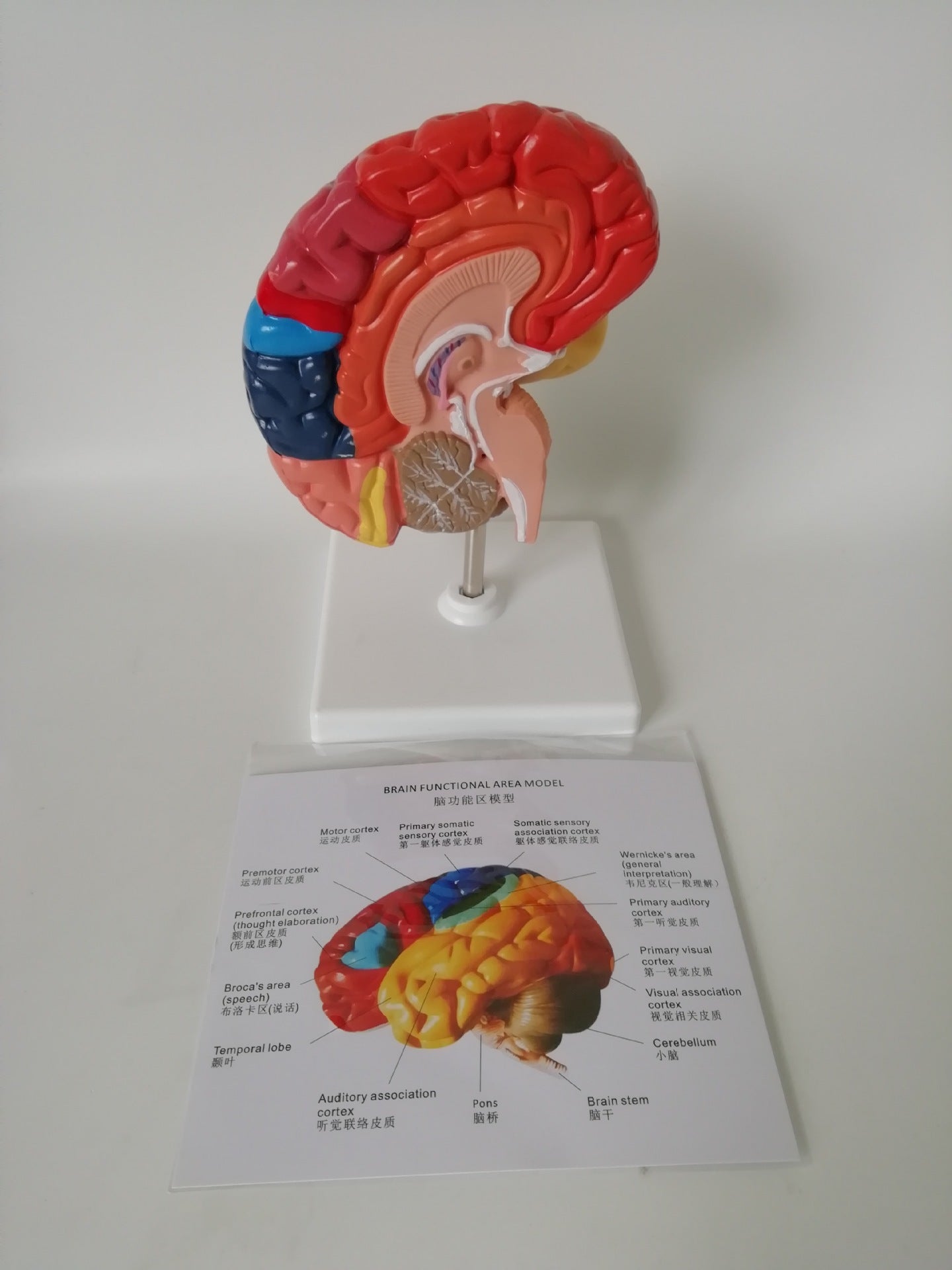 Modelo Anatómico del Hemisferio Izquierdo del Cerebro con Áreas Funcionales a Color