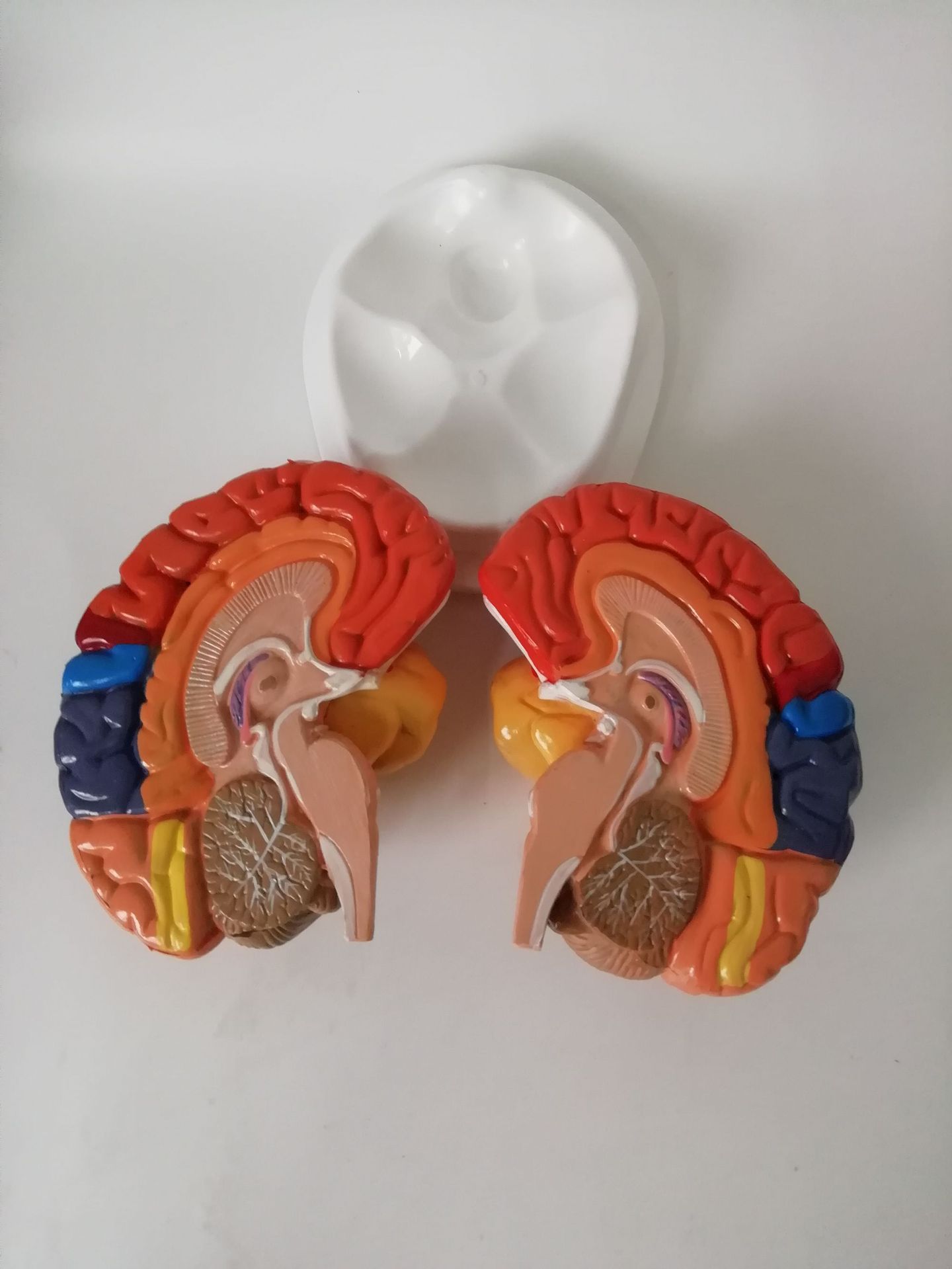 Modelo Anatómico de Cerebro Humano con Arterias Cerebrales