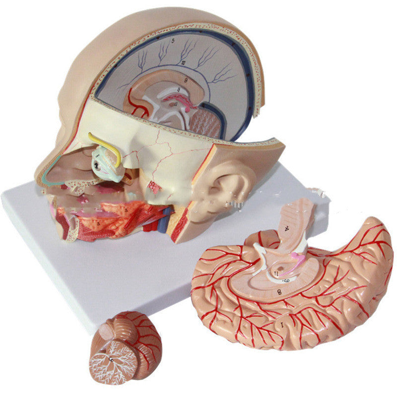 Modelo Anatómico de Cabeza Humana con Cerebro
