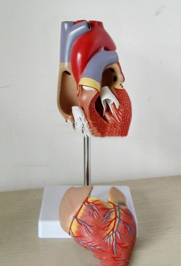 Modelo Anatómico de Corazón para Ultrasonido Tipo B