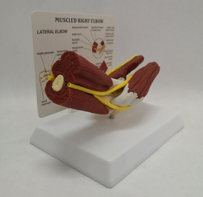 Modelo Anatómico de Articulación del Codo Humano con Músculos, Vasos y Ligamentos