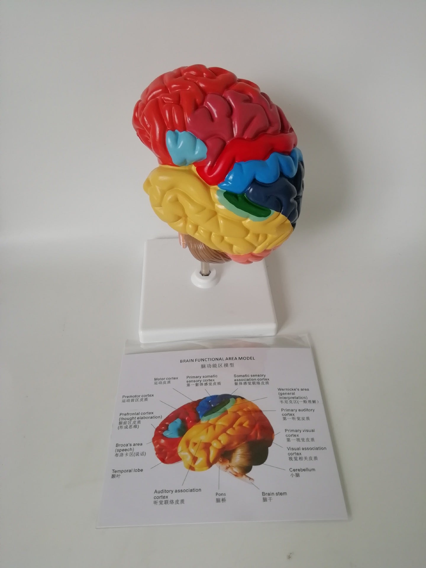 Modelo Anatómico del Hemisferio Izquierdo del Cerebro con Áreas Funcionales a Color