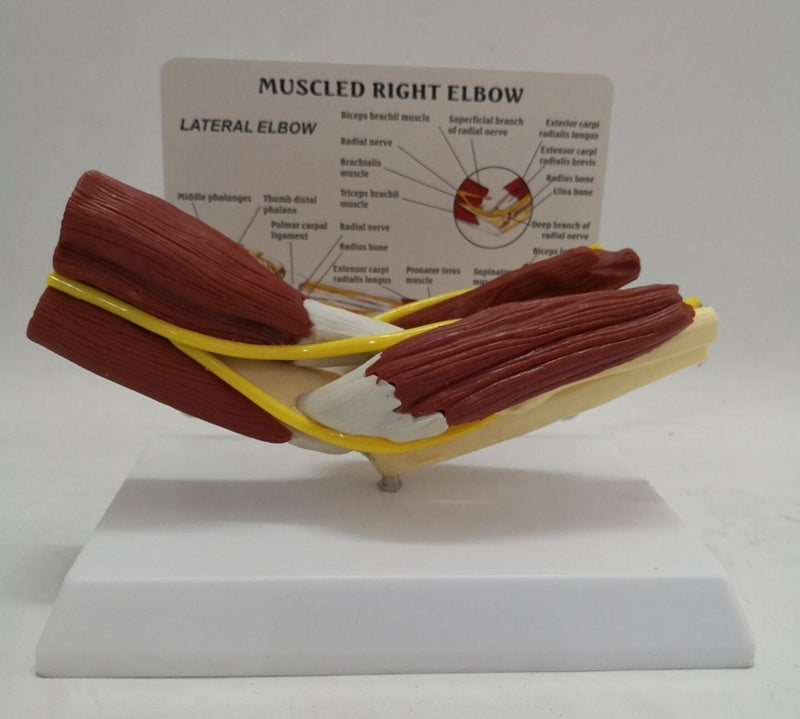Modelo Anatómico de Articulación del Codo Humano con Músculos, Vasos y Ligamentos