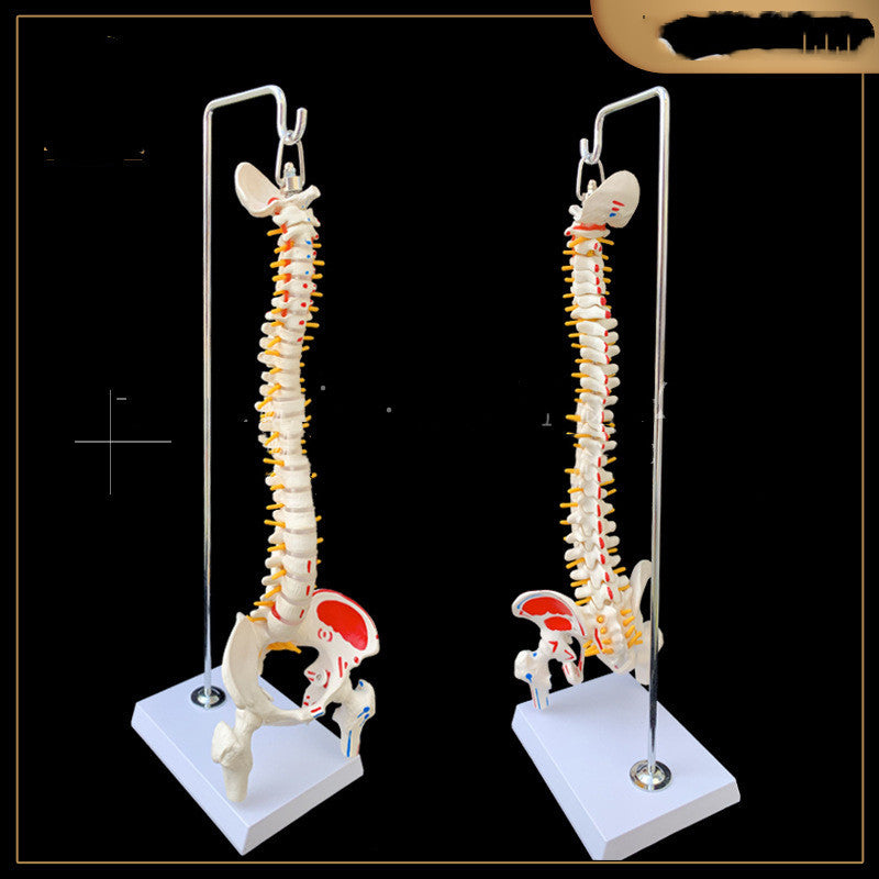 Modelo Anatómico de Pelvis con Fémur, Coxis y Media Pierna con Columna