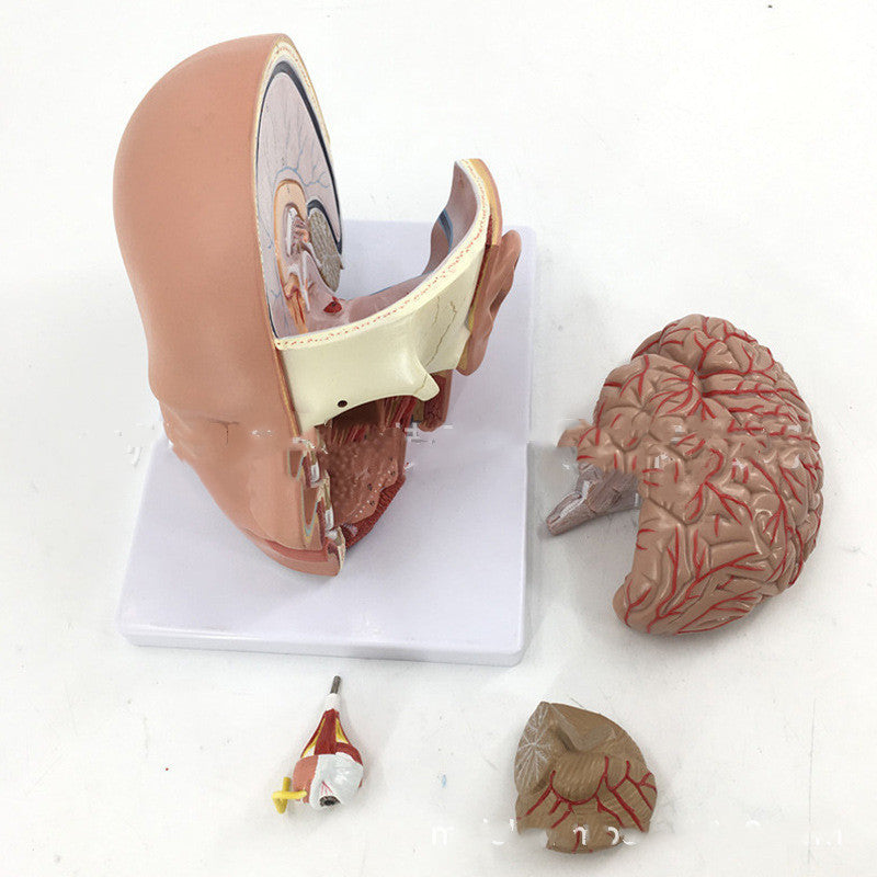 Modelo Anatómico de Cabeza Humana con Cerebro