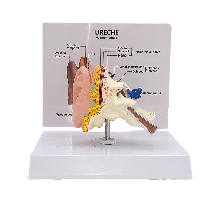 Modelo Anatómico de Oído Humano