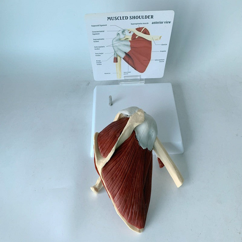 Modelo Anatómico de Hueso del Hombro Humano con Clavícula y Músculos