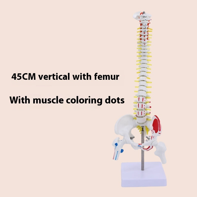Modelo de Columna Vertebral 45 cm para Enseñanza y Simulación Ósea