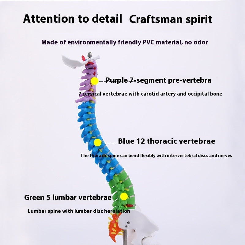 Modelo de Columna Vertebral 45 cm para Enseñanza y Simulación Ósea