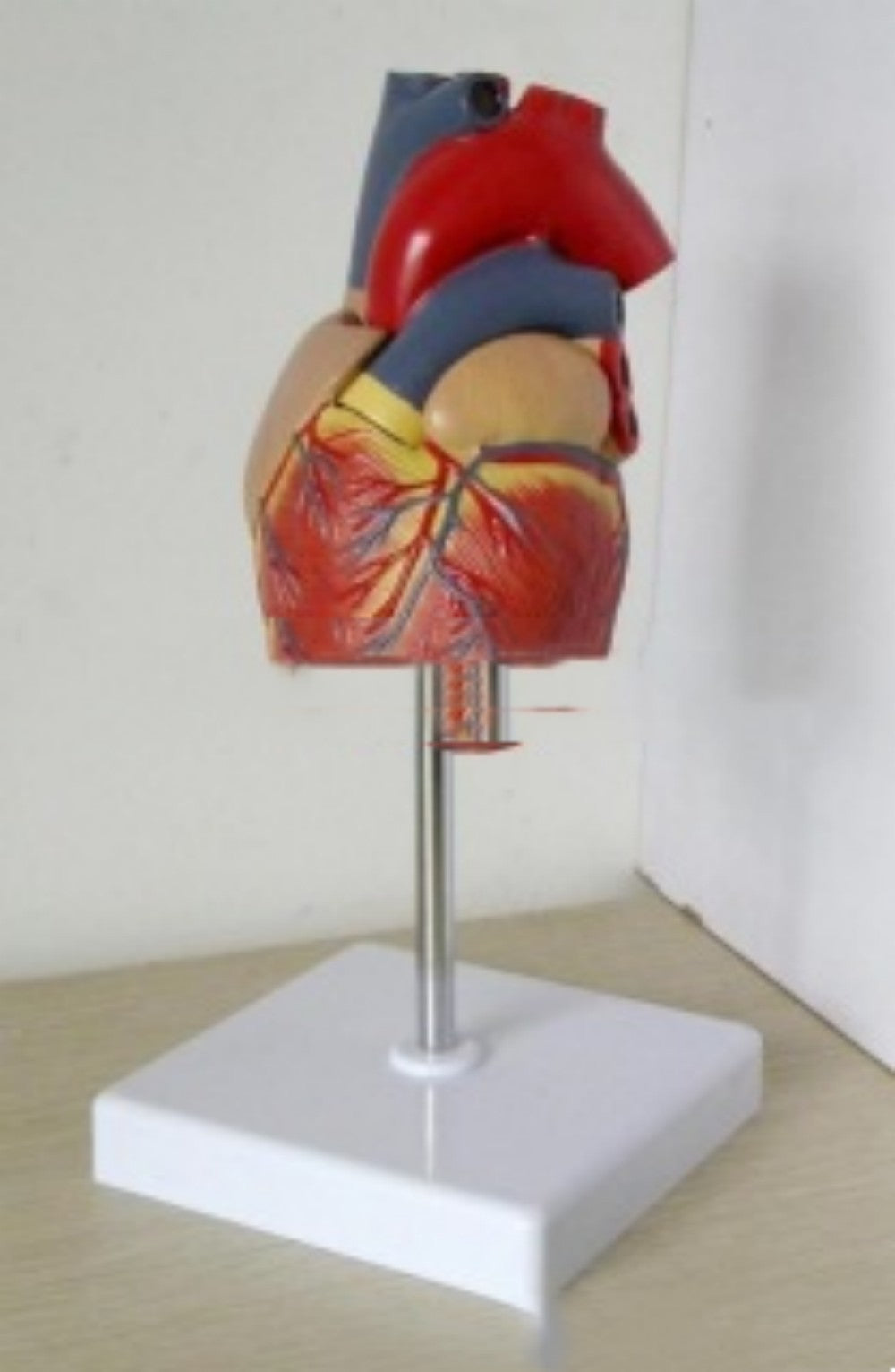 Modelo Anatómico de Corazón para Ultrasonido Tipo B