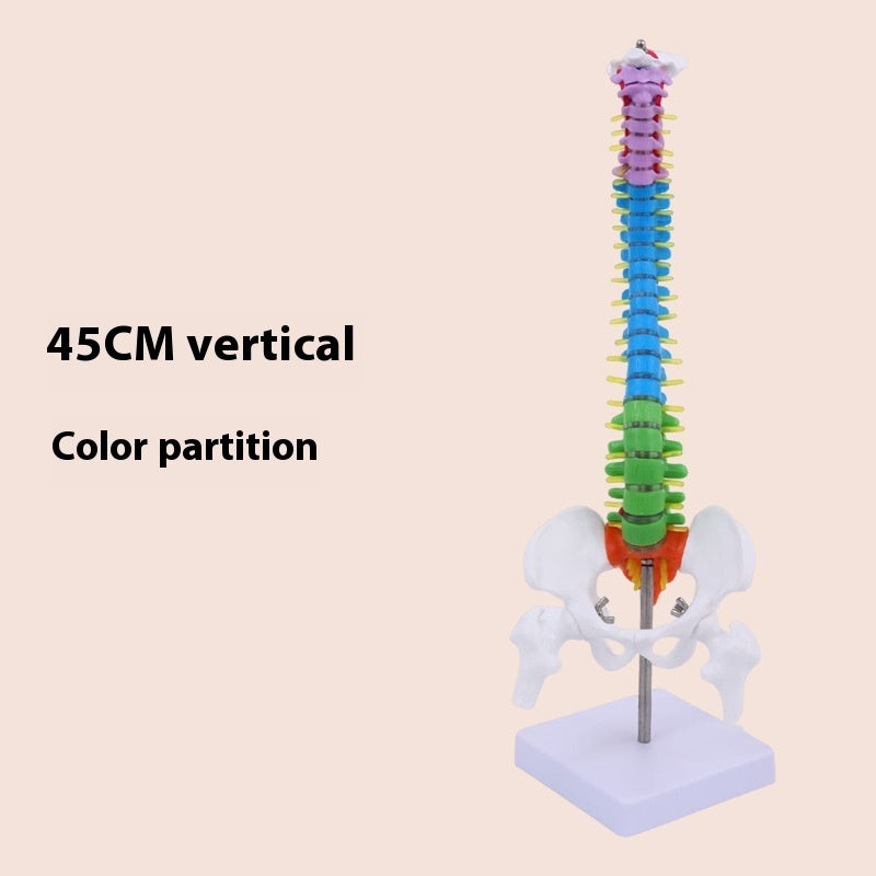 Modelo de Columna Vertebral 45 cm para Enseñanza y Simulación Ósea