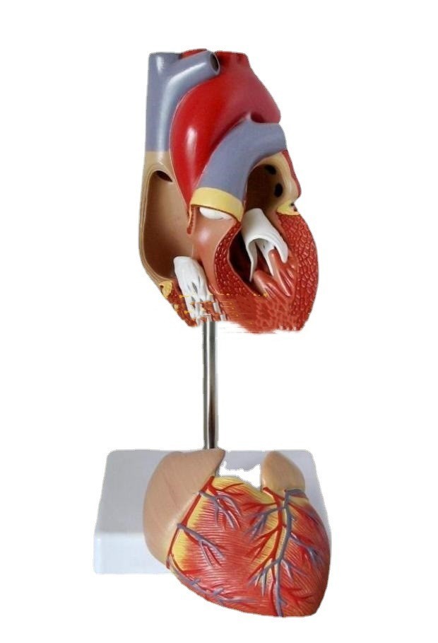 Modelo Anatómico de Corazón para Ultrasonido Tipo B