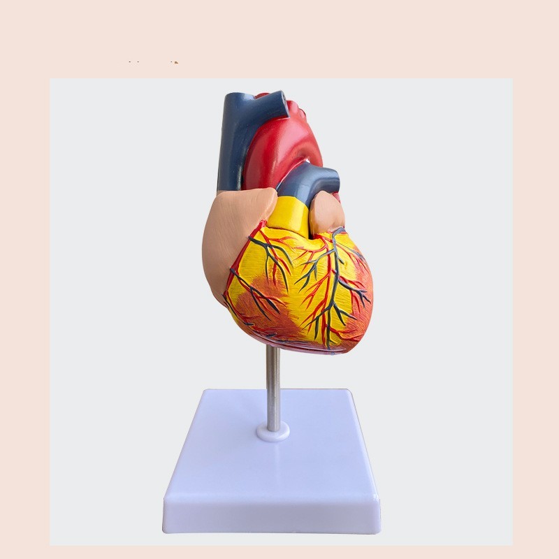 Modelo Anatómico de Corazón para Ultrasonido Tipo B
