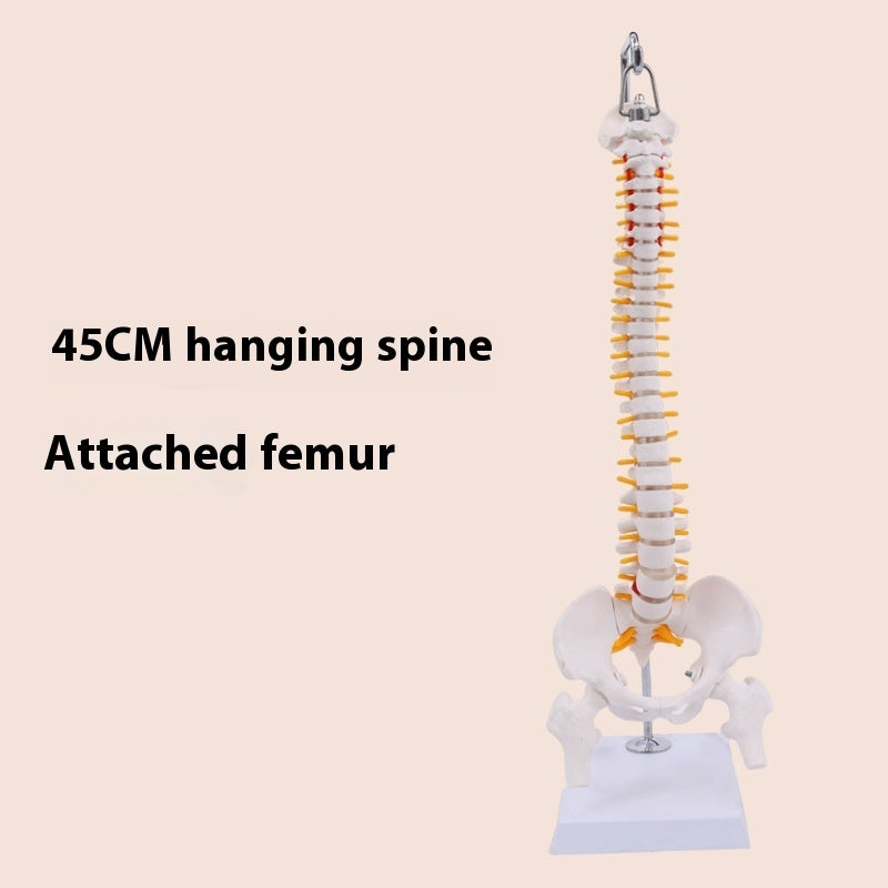 Modelo de Columna Vertebral 45 cm para Enseñanza y Simulación Ósea