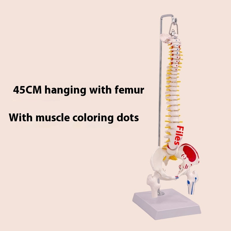 Modelo de Columna Vertebral 45 cm para Enseñanza y Simulación Ósea
