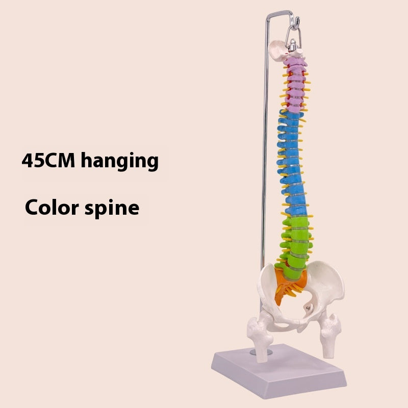 Modelo de Columna Vertebral 45 cm para Enseñanza y Simulación Ósea