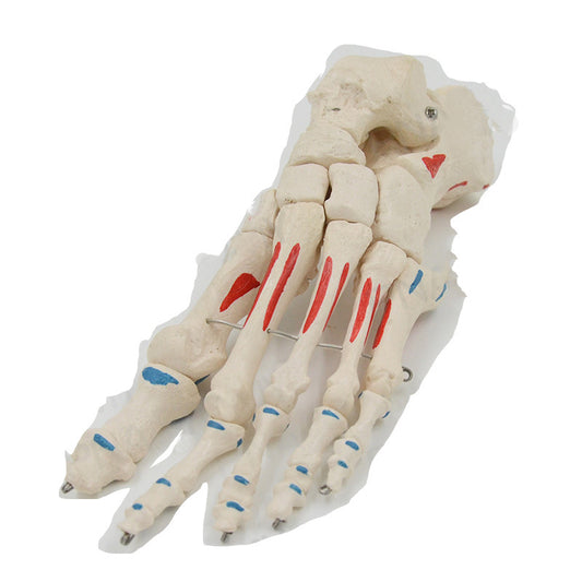 Modelo Anatómico de Huesos del Pie Humano con Articulaciones de los Dedos