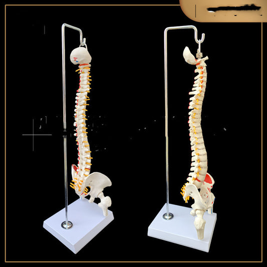 Modelo Anatómico de Pelvis con Fémur, Coxis y Media Pierna con Columna